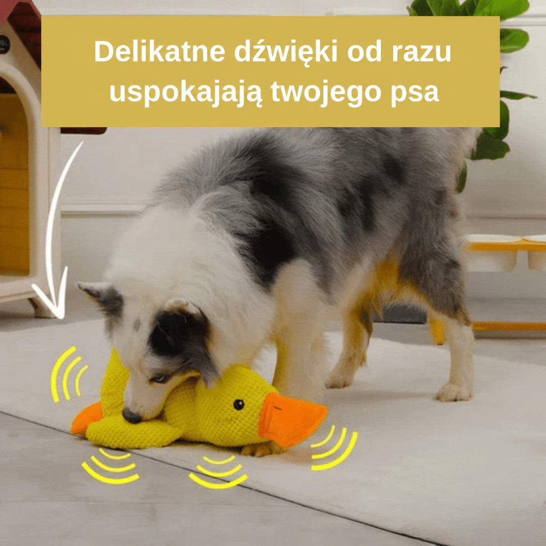 Owczarek bawi się żółtą pluszową kaczką na dywanie, a żółte linie pokazują dźwięk 5