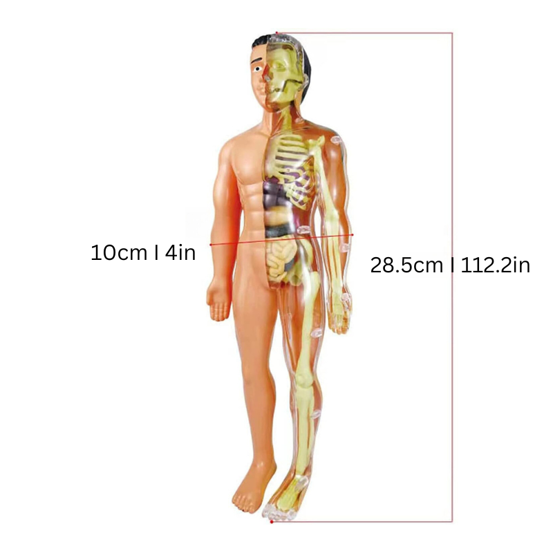 Edukacyjny Model Anatomiczny dla Dzieci - BioBouw-Trend Polska