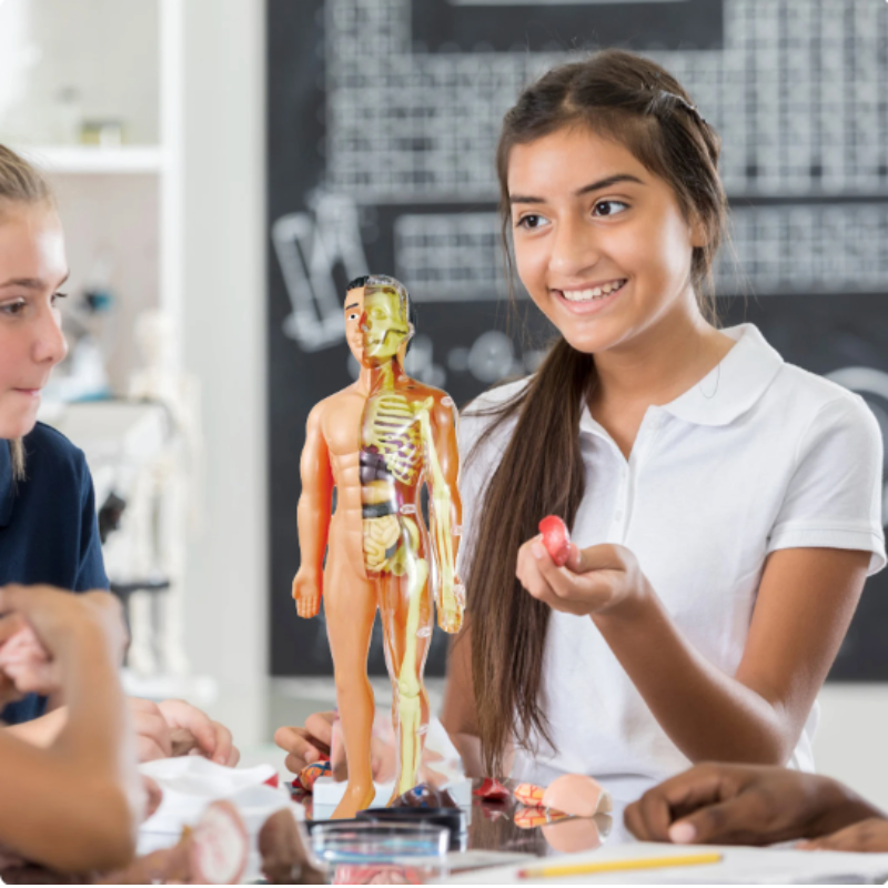 Edukacyjny Model Anatomiczny dla Dzieci - BioBouw-Trend Polska