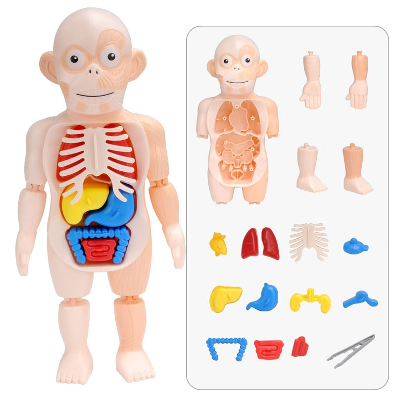 Edukacyjny zestaw anatomiczny dla dzieci – Dr Bones-Trend Polska