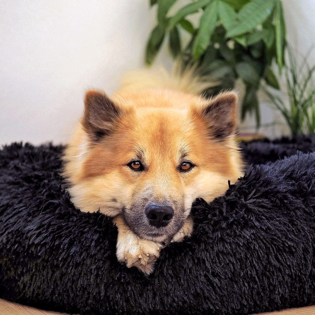 Łóżko dla psa Fluffy Plus - Oryginał-Czarny-XXS - 50cm-Trend Polska