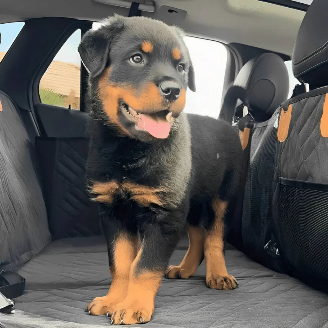 Szczeniak rottweilera stoi na czarnej pikowanej macie w samochodzie, obok widać boczną kieszeń z siatki. 10