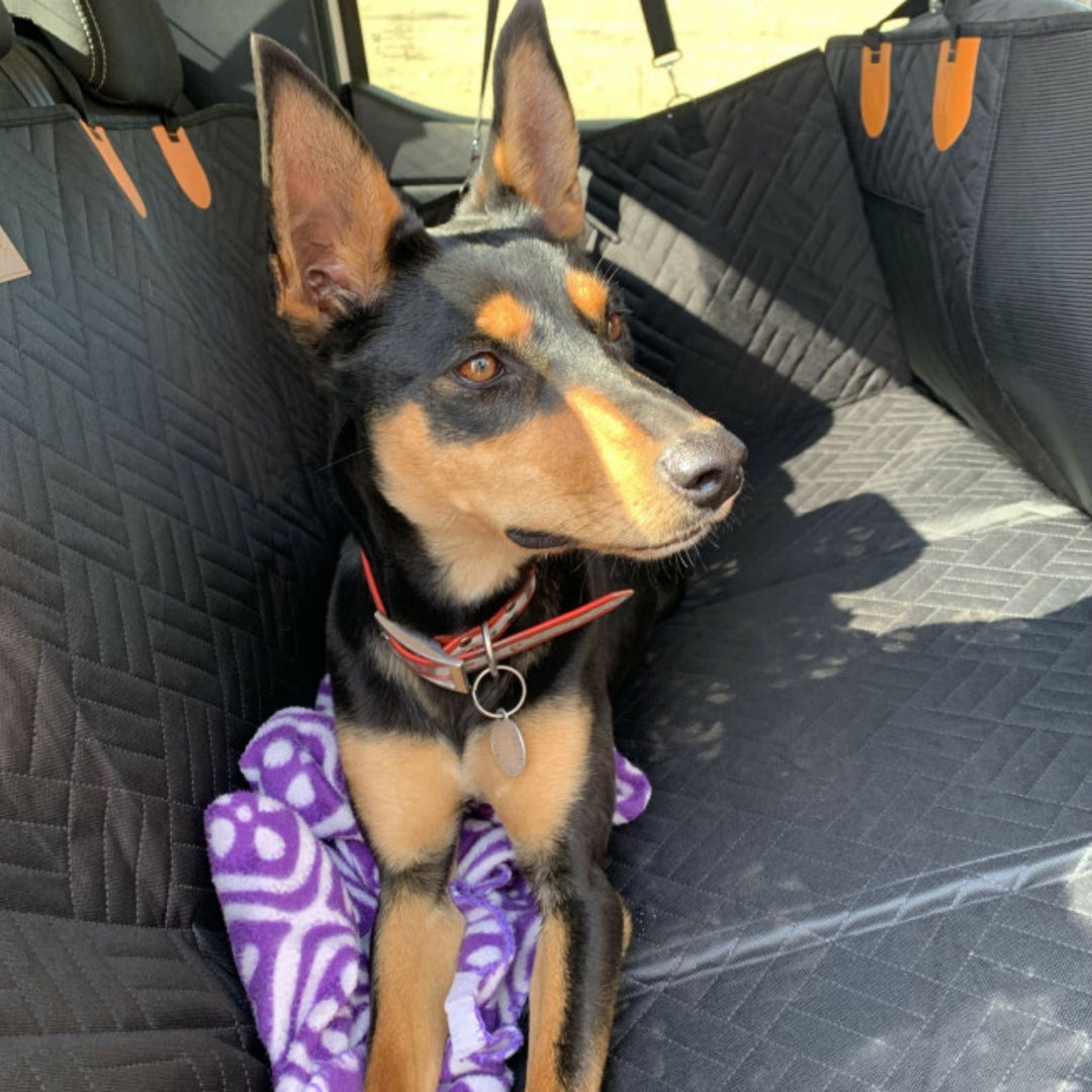 Doberman z czerwoną obrożą siedzi na czarnej pikowanej macie na tylnej kanapie, na fioletowym kocyku w łapy. 2