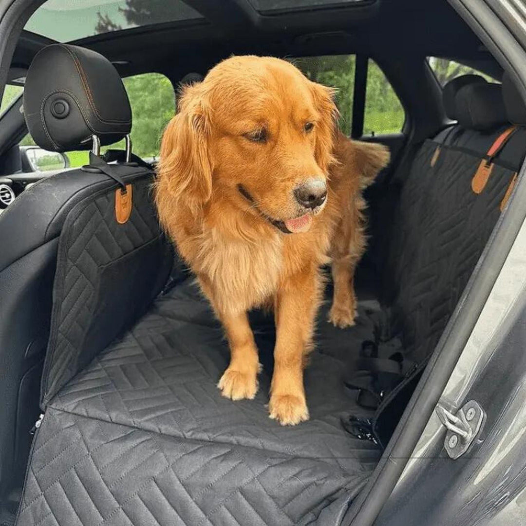 Golden retriever stoi na czarnej pikowanej macie rozłożonej na tylnej kanapie samochodu, z pomarańczowymi zaczepami na zagłówkach. 5