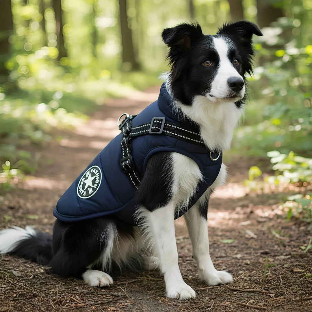Border collie siedzi na leśnej ścieżce w granatowym pikowanym płaszczu z odblaskowymi szelkami z klamrami i metalowym kółkiem. 1