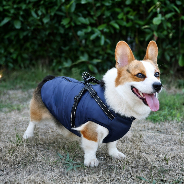Uśmiechnięty corgi stoi na trawie w granatowym pikowanym płaszczu z odblaskowymi szelkami zapiętymi na grzbiecie. 3