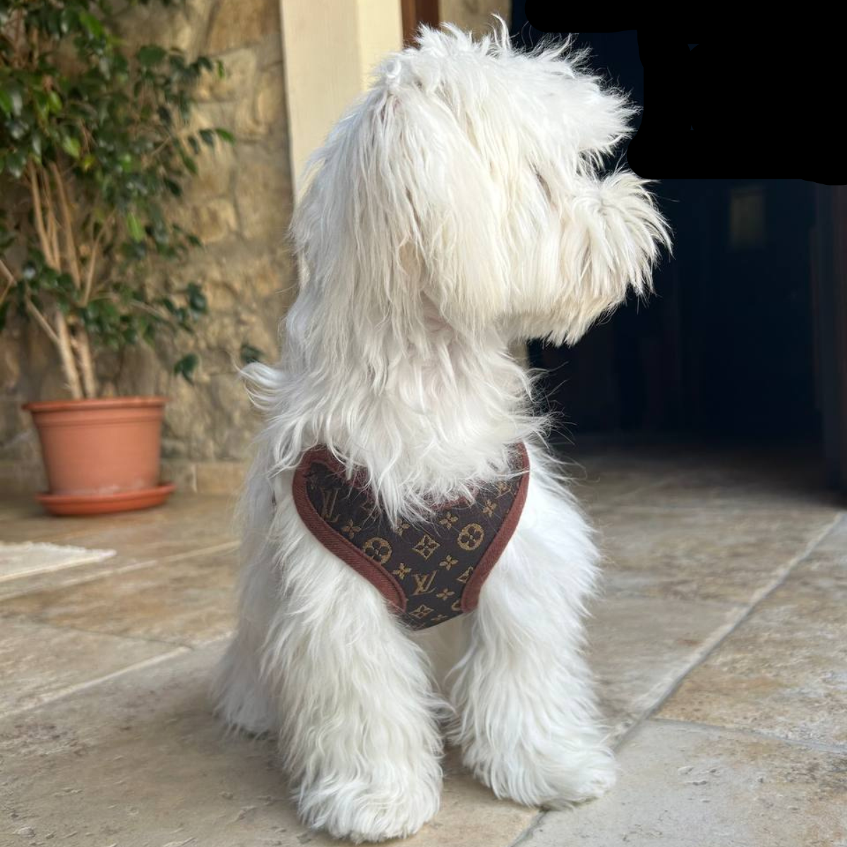 Smycz i zestaw lin – PawLuxe-XS (1-1,5 kg)-Trend Polska