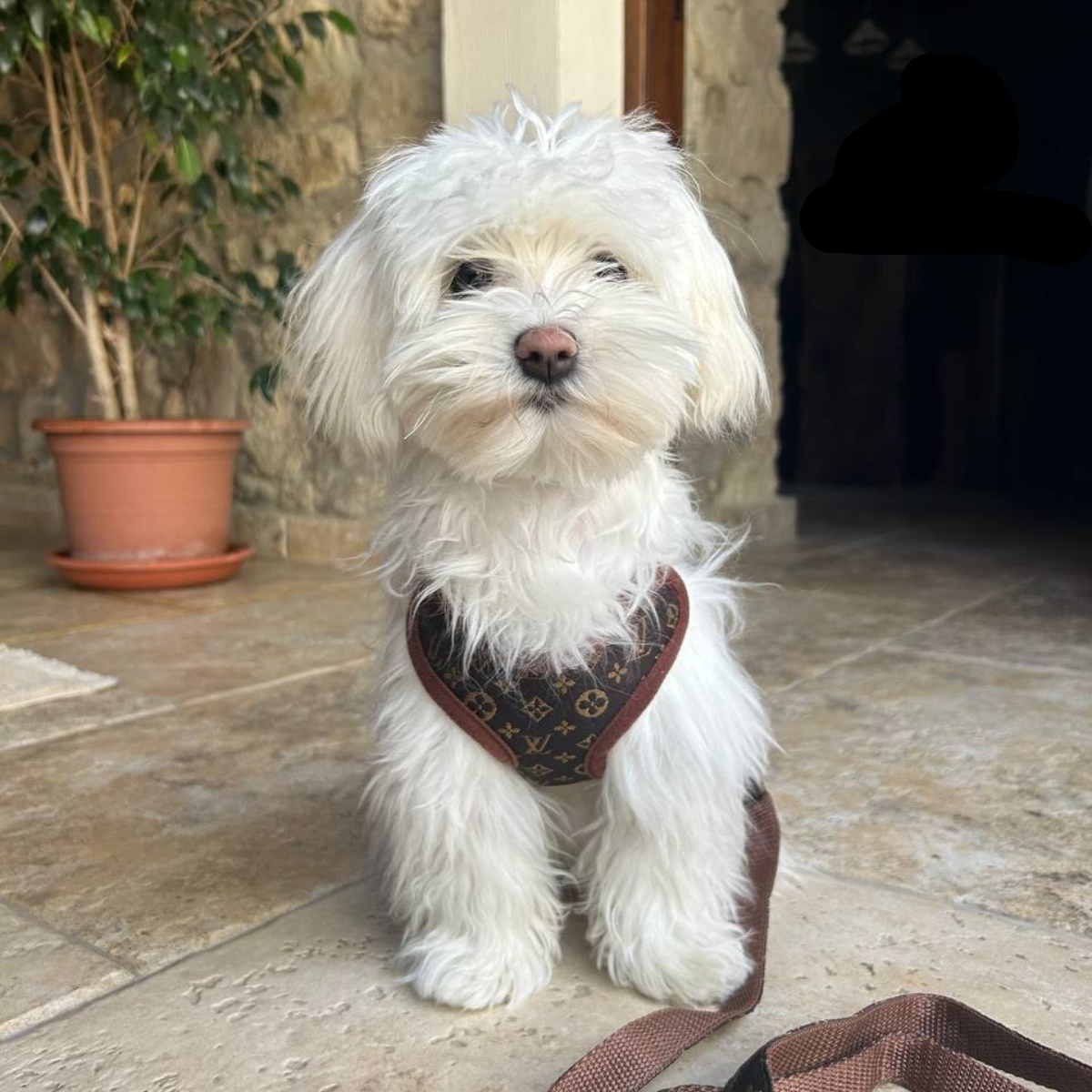 Smycz i zestaw lin – PawLuxe-XS (1-1,5 kg)-Trend Polska