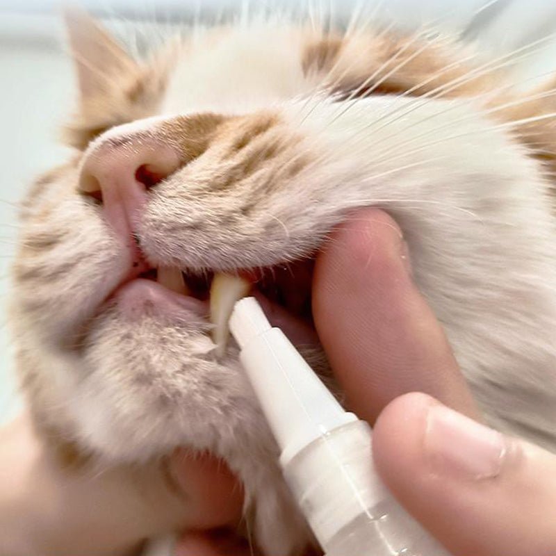 Szczoteczka do zębów dla zwierząt - PetSmile-1 sztuka-Trend Polska